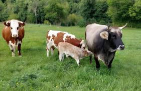 Familienferienhof Berger - Foto 15