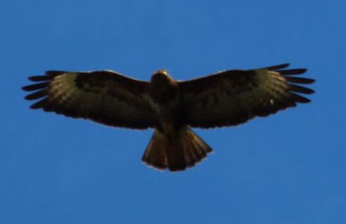 mill house steading overlooking the sea and mull - Foto 41