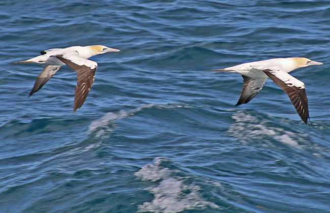 Paseo en barco por la Isla Phillip - Foto 7