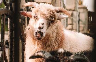 Poddasze dla Znajomych - apartament z gorącą balią nad Jeziorem Czorsztyńskim - okolica Czorsztyn, Szczawnica, Velo Czorsztyn, Krościenko, Zakopane, Gorce, Pieniny, Tatry - Foto 9