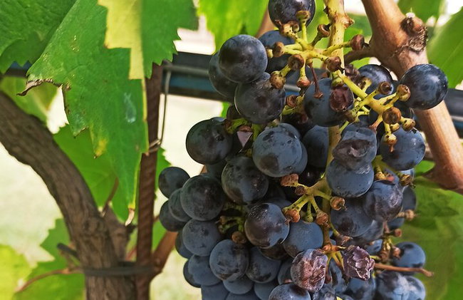 "Recorre las onduladas colinas de Chianti" con almuerzo y degustaciones de vino - Foto 25
