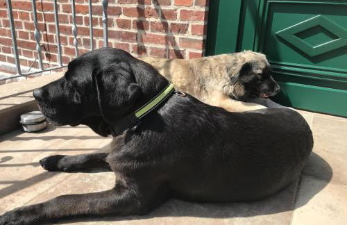 Das Landhaus Wohnung 1 - Foto 19