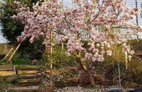 Wohnung mit Sauna, Garten & Schwimmteich - Foto 36