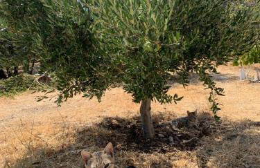 Sunrise dream - Foto 56