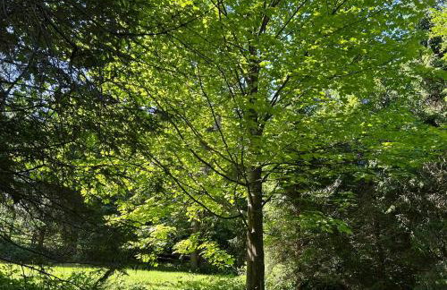 Forest House- dom nad górskim potokiem - Foto 22