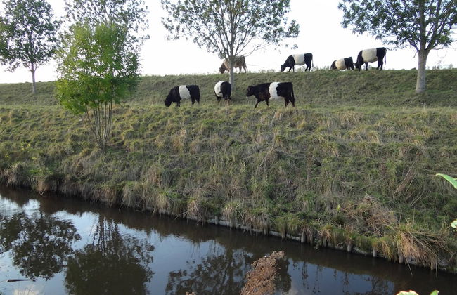 Dike House in Schoondijke Near Beaches - Foto 37