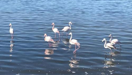 Appartamento Celeste Cagliari - Foto 2