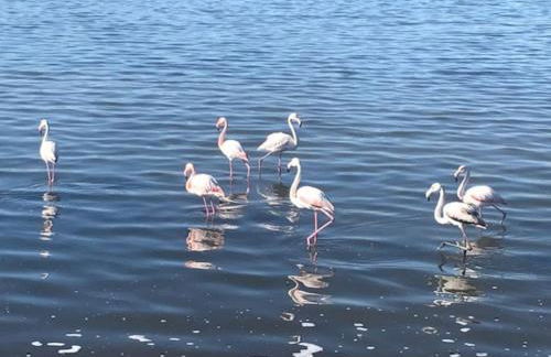 Appartamento Celeste Cagliari - Foto 2