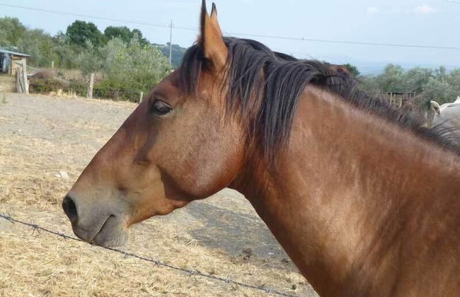 Bio Agriturismo Poggio Aione - Foto 39