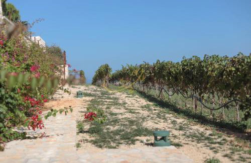 TD Tenuta Donna Madia Sea View Pool Over Vineyard - Foto 56