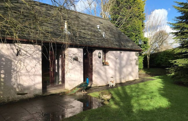 Y Twlc Mochyn - Ecofriendly - Farm Animals - Foto 14