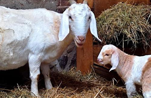 Ferienwohnung Steffenshagen - Foto 41