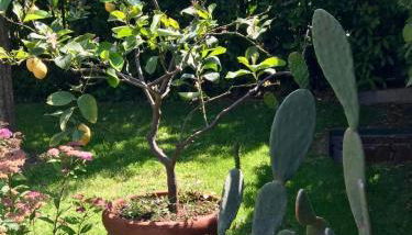 The yellow house - Foto 5, Garden