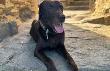 Ferienhaus Löwenherz - Foto 71