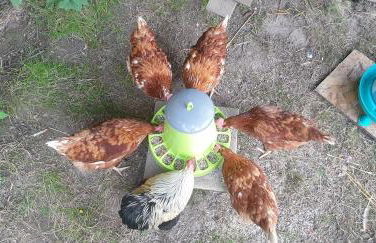 Gites Ferme de la Baie - Foto 45