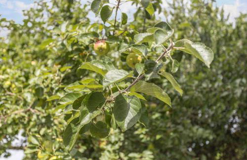 Ferienwohnung Oberrißtraum - Photo 8