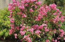 Gîte Des Huttes - Foto 26