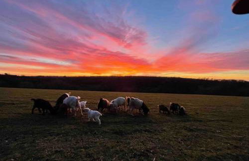 Y Boidy Bach - Photo 42