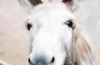 Ferienwohnungen Schmitt in Ehrenberg - Foto 8