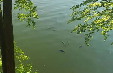 Ferienhaus am Badesee Schönsee Bungalow 12 - Foto 22