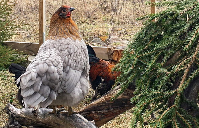 4 Person Holiday Home in Mellosa - Foto 6