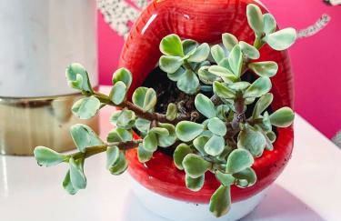 Dolly's Delight - Boutique Bliss Mins From Broadway - Foto 24