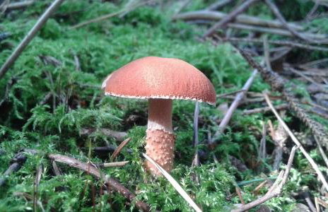 Wiejska Chata - Foto 52