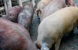 Agriturismo Biologico Villa Rosa - Photo 51