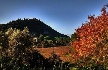 Podere L'Olmaia - Foto 19