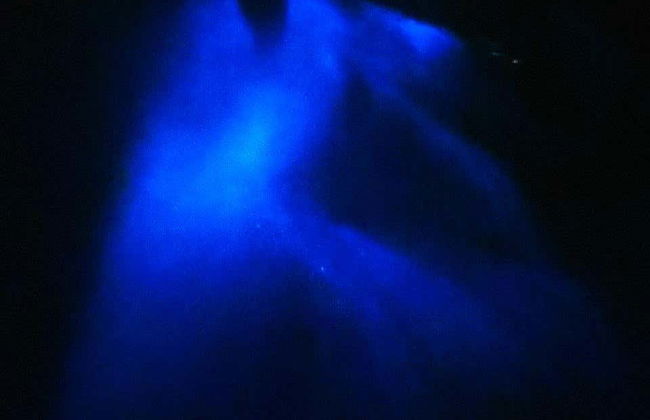 Playa Muertos Bioluminescence Tour - Photo 2