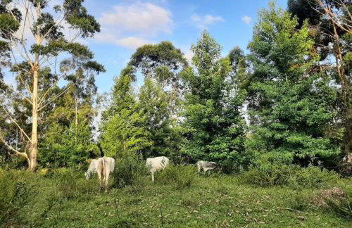 Casa Green Piccoli - Itajaí/SC - Foto 28