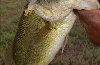 Hidden 8 Acre Get Away Private Fishing Pond - Foto 11