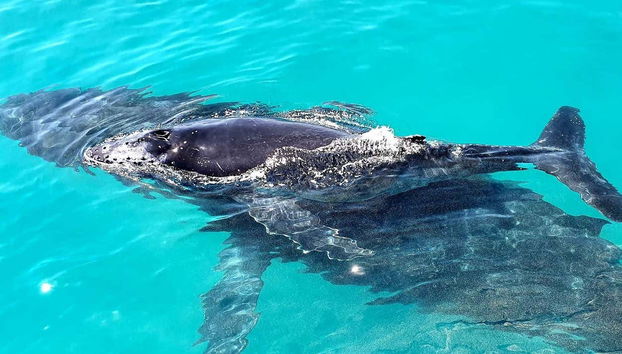 A whale with its child