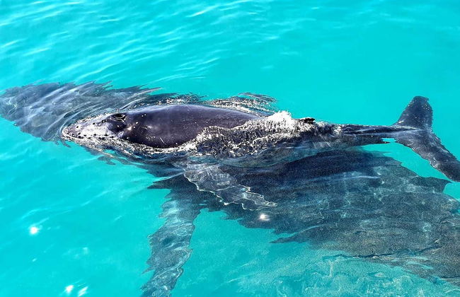 Whale Watching in Moreton Bay - Photo 5