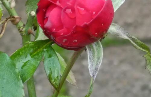 CASA ORNETO - Foto 36