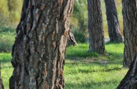 Les Valletes - Foto 18