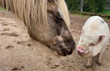 Landhof Lieg - Tierische Auszeit in unseren gemütlichen Ferienwohnungen - Foto 7
