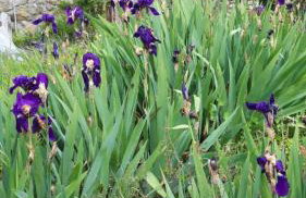 Terrazza sul Chianti - Photo 17