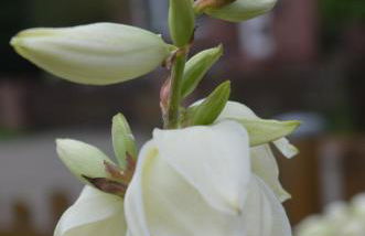 FeWo Deichblick Wischhafen - Photo 23