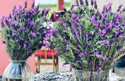 Casa da Mata - Foto 45