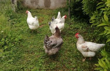 Gites Luzy Morvan Bourgogne - Foto 21