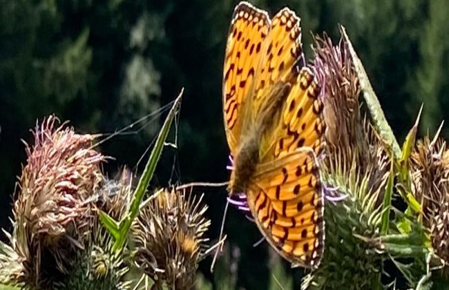 2 bedroom Apartment in Bad Hofgastein with garden - Photo 30