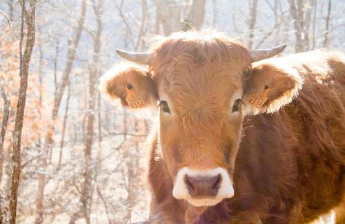 El Patio de la Morera - Foto 61