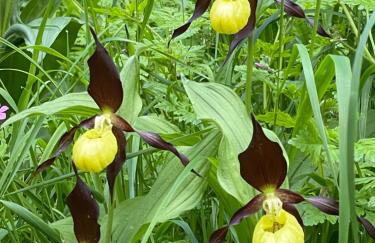 Le ZEN au pied du Grand Veymont en été en hiver - Foto 19