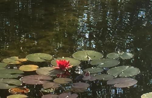 Rose cottage - Photo 3