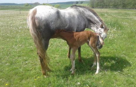 Ferienwohnung Reh - Foto 9