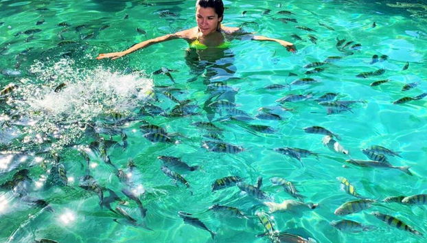 Nagez avec les poissons dans le nord d'Ilha Grande