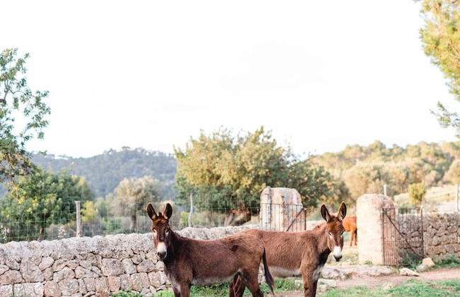 Finca Es Cabas - Photo 56