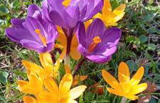 Ferienhaus Töpferblick-Hartau - Foto 39