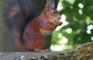 Ferienwohnung in Roetgen am RAVel-Radweg Hike & Bike & Business - Foto 16